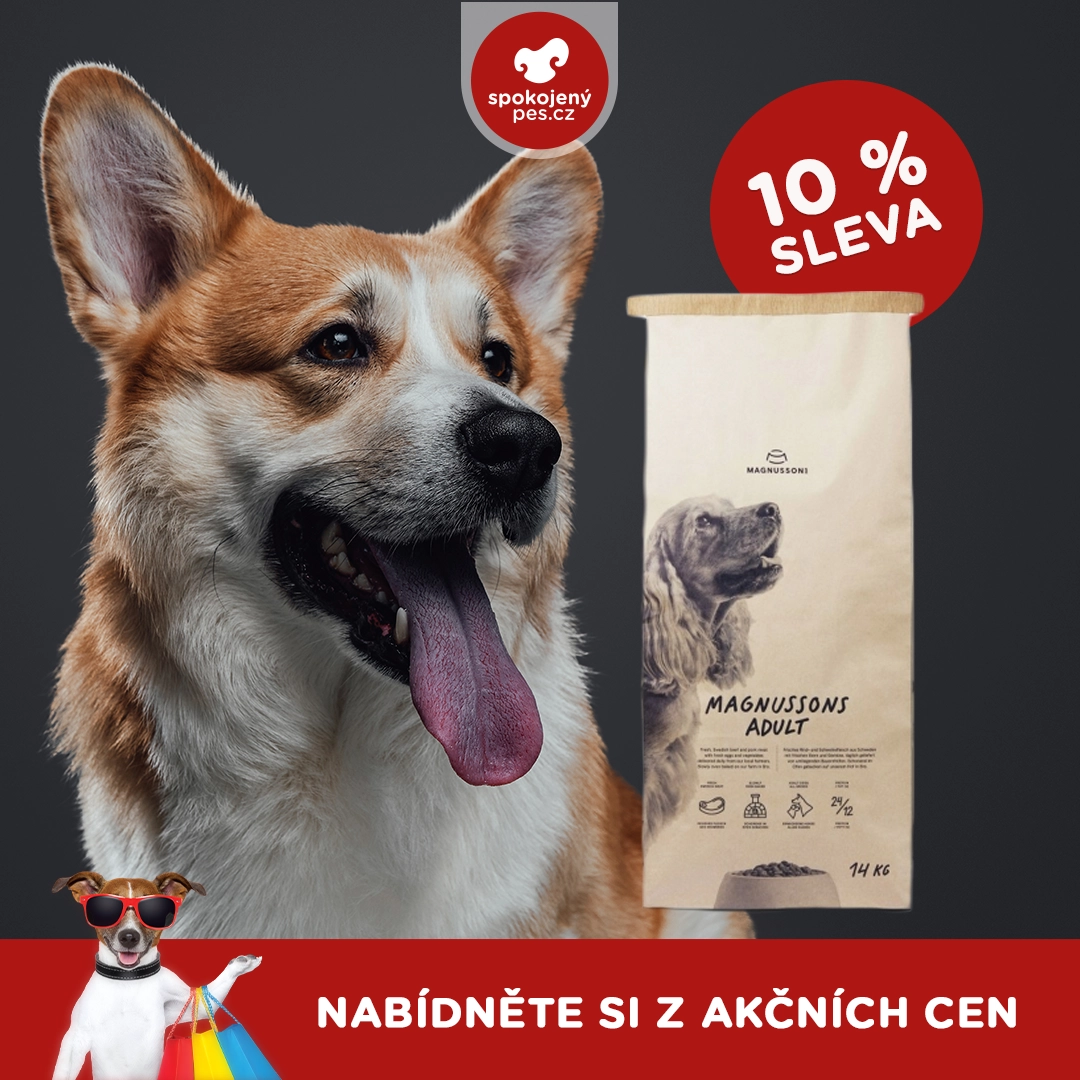 dog magnus.webp